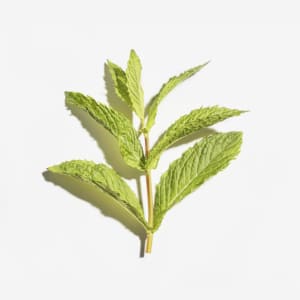 Lemon Balm