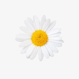 Chamomile flower