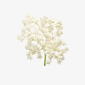 elderflower