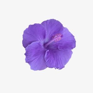 Hibiscus flower