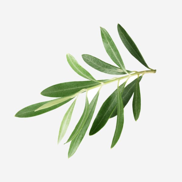Olive Leaf Extract